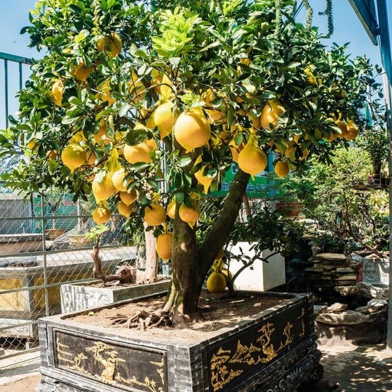 View -             10 cây ăn quả lên chậu thành bonsai 'đẹp say lòng'    