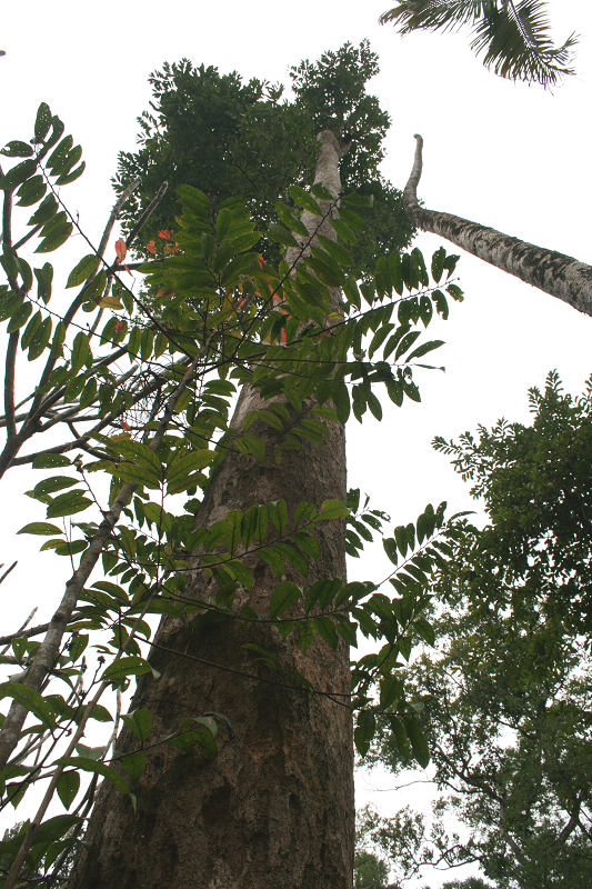 View -             Những loài cây trong Sách đỏ ở Khu bảo tồn thiên nhiên Hòn Bà    