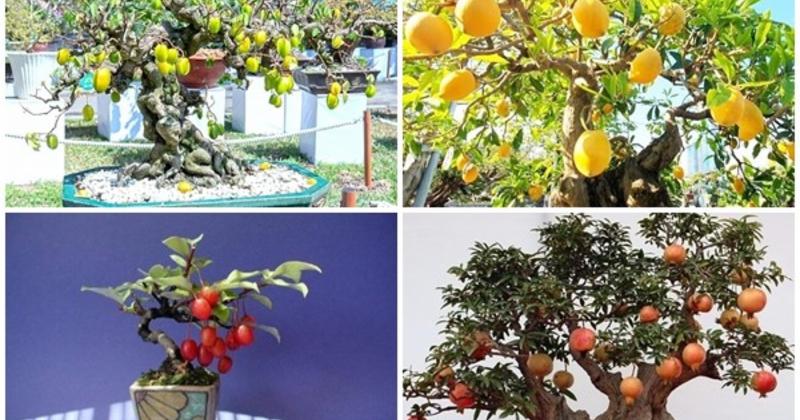             10 cây ăn quả lên chậu thành bonsai 'đẹp say lòng'    