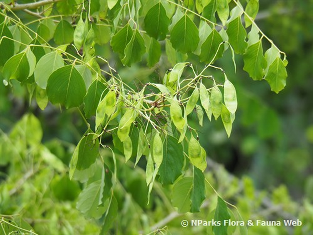             Những loài cây trong Sách đỏ ở Khu bảo tồn thiên nhiên Hòn Bà    