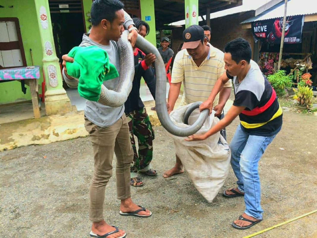 View -             Siết cổ 'quái thú' khủng kịch độc bò vào nhà dân    