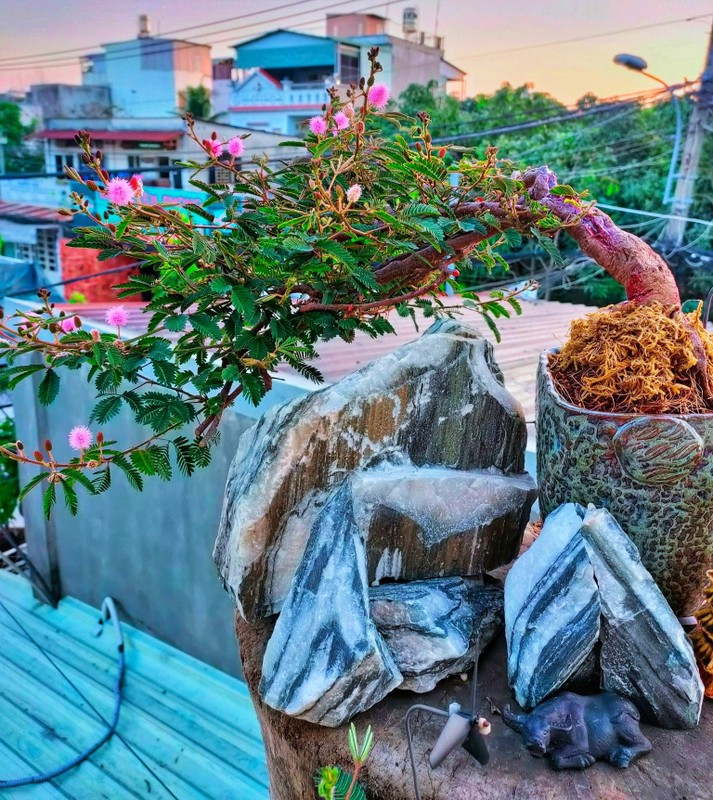 View -             Cây dại bờ suối lên đời thành bonsai giúp người dân hốt bạc    