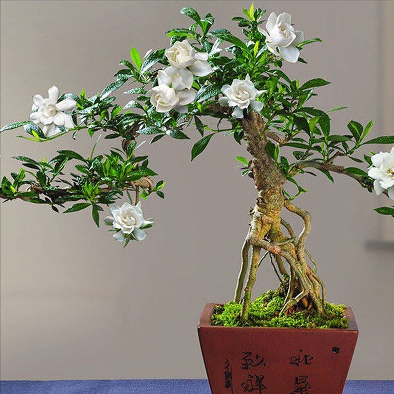             Cây dại bờ suối lên đời thành bonsai giúp người dân hốt bạc    