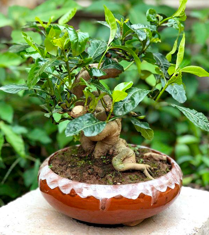 View -             Cây dại bờ suối lên đời thành bonsai giúp người dân hốt bạc    