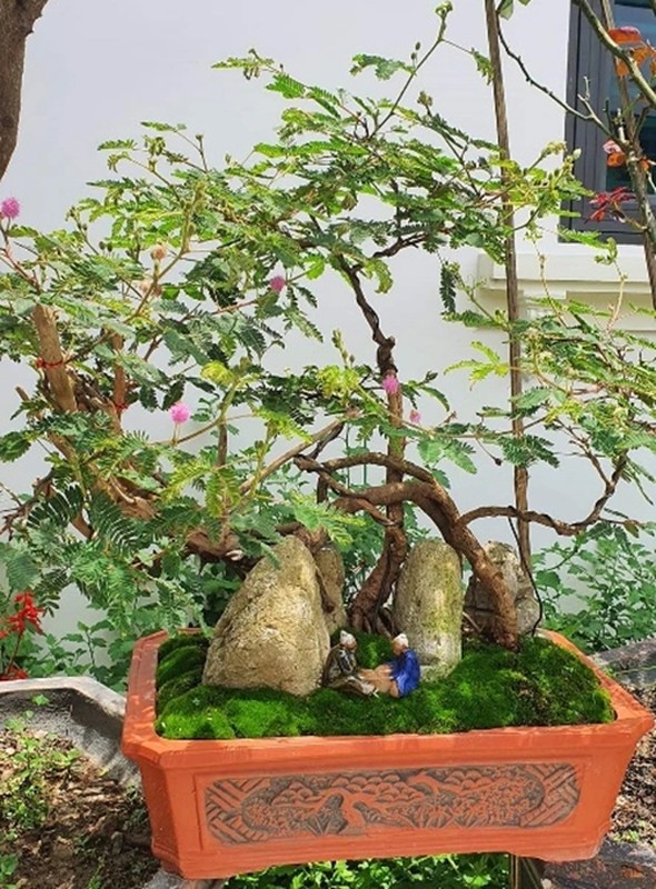             Cây dại bờ suối lên đời thành bonsai giúp người dân hốt bạc    