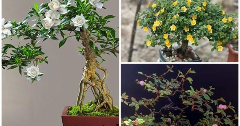 View -             Cây dại bờ suối lên đời thành bonsai giúp người dân hốt bạc    