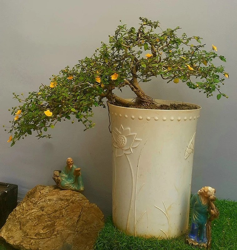 View -             Cây dại bờ suối lên đời thành bonsai giúp người dân hốt bạc    