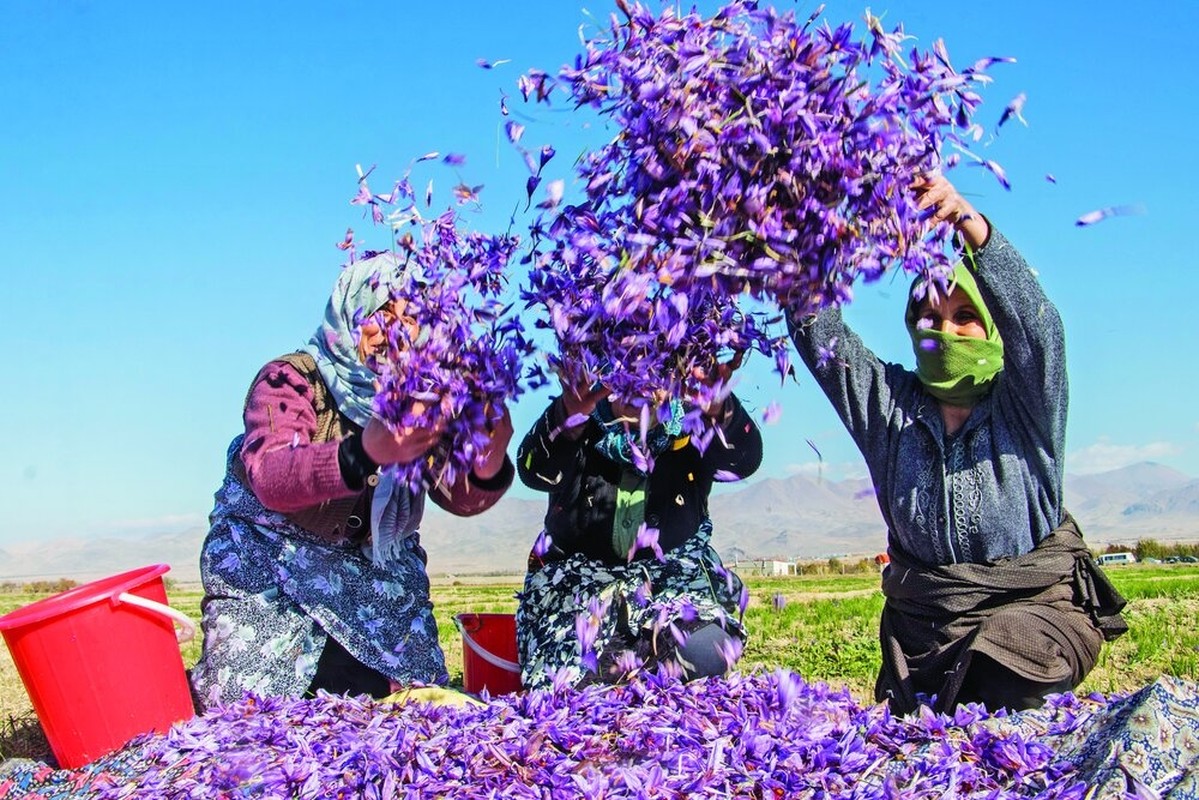 View -             Đột nhập thủ phủ sản xuất 'vàng đỏ' hàng tỷ đồng/kg tại Iran    