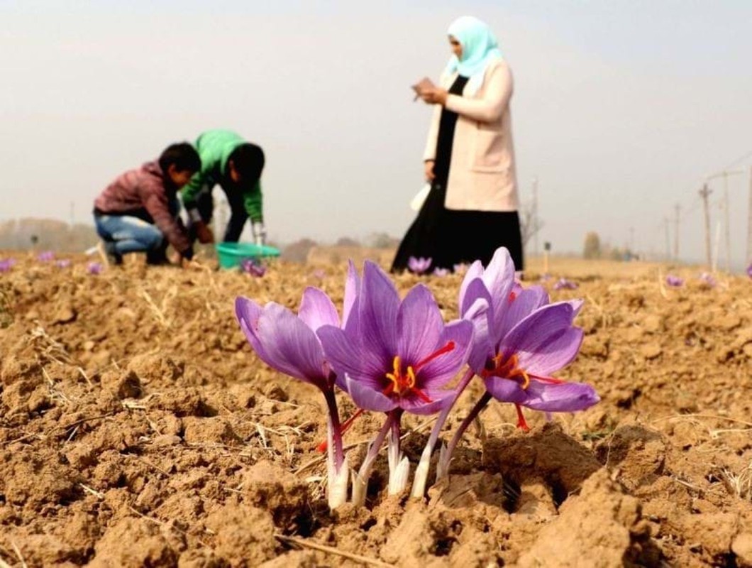 View -             Đột nhập thủ phủ sản xuất 'vàng đỏ' hàng tỷ đồng/kg tại Iran    