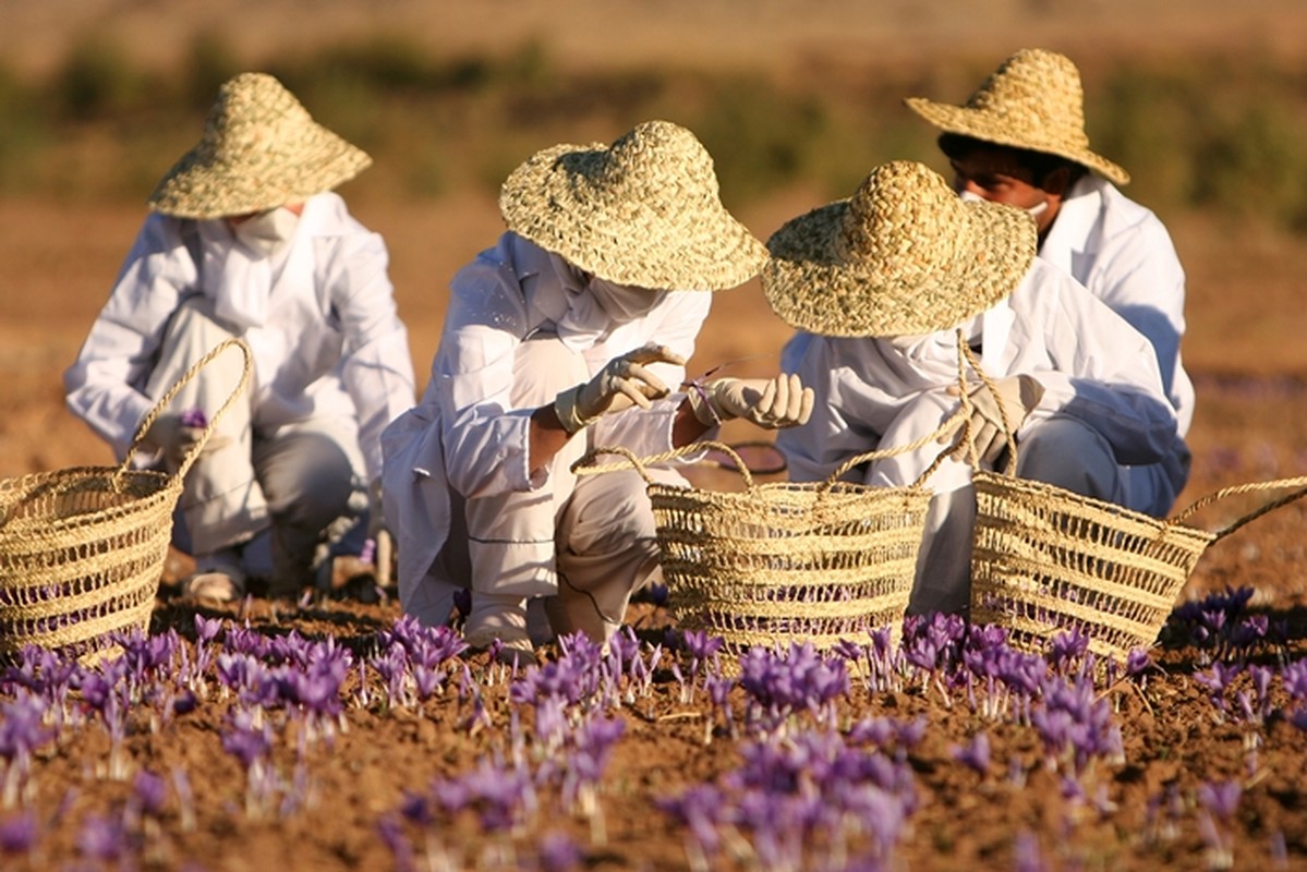 View -             Đột nhập thủ phủ sản xuất 'vàng đỏ' hàng tỷ đồng/kg tại Iran    