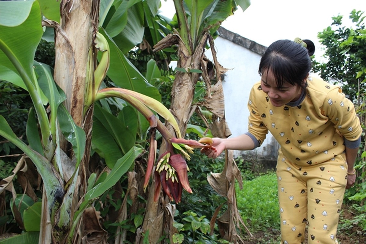             Những buồng chuối 'quái dị' đến khó tưởng tượng của nông dân Việt    