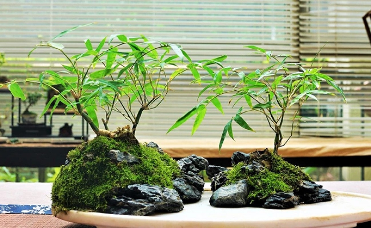 View -             Chiêm ngưỡng loạt bonsai rau gia vị đẹp đến say lòng    