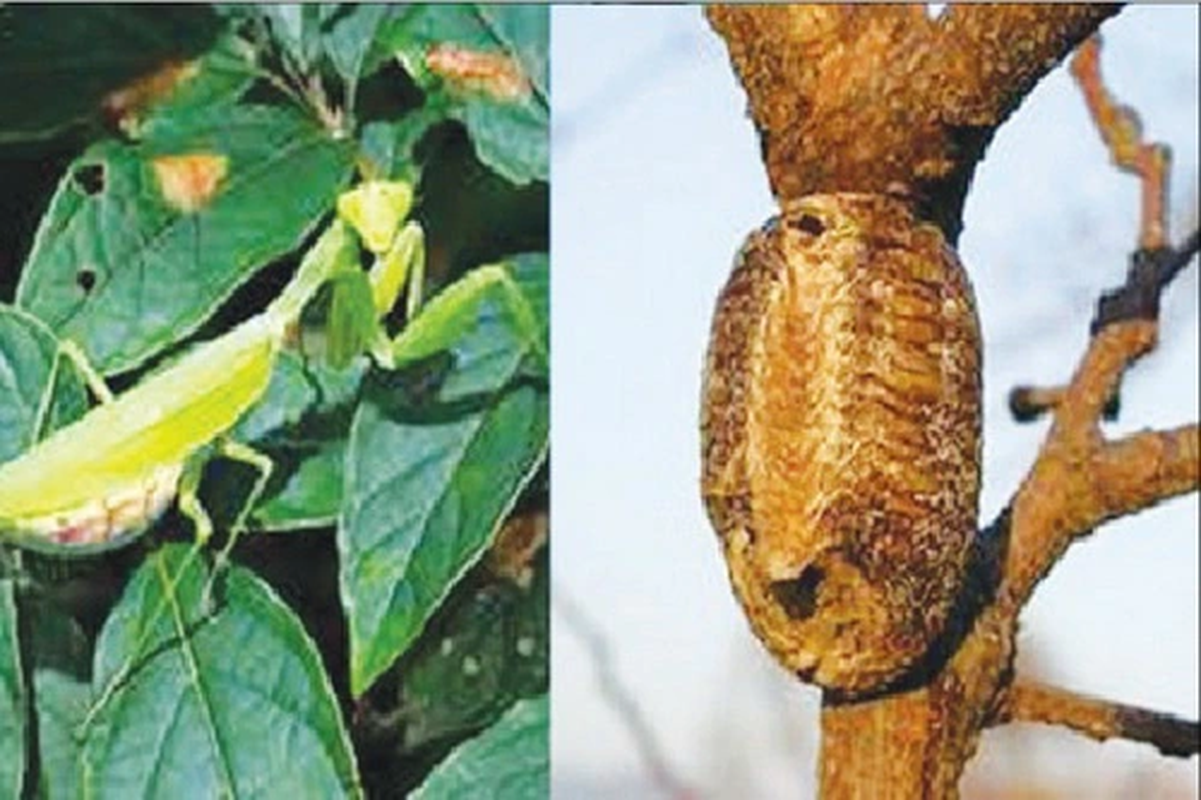 View -             Loài côn trùng sở hữu thứ 'quý hơn vàng', có đầy ở Việt Nam    