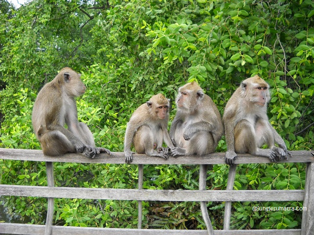             Khỉ đuôi dài ở Côn Đảo bị bắt trái phép: Loài sắp tuyệt chủng    