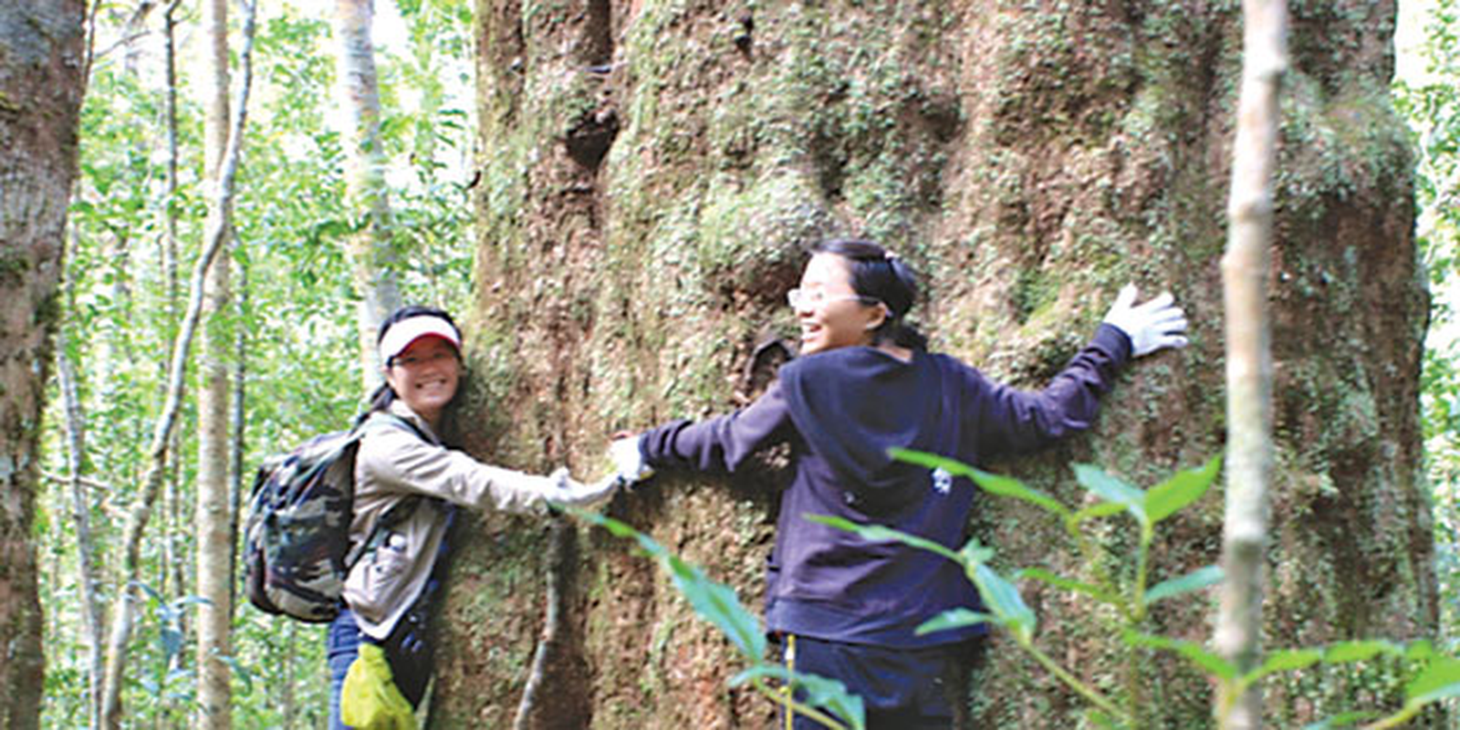 View -             Loài cây cùng thời với khủng long, duy nhất Việt Nam có    