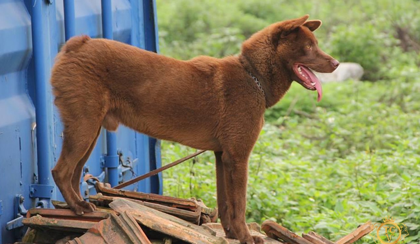 View -             Khám phá 'tứ đại quốc khuyển' được in hình trên tem bưu chính VN    