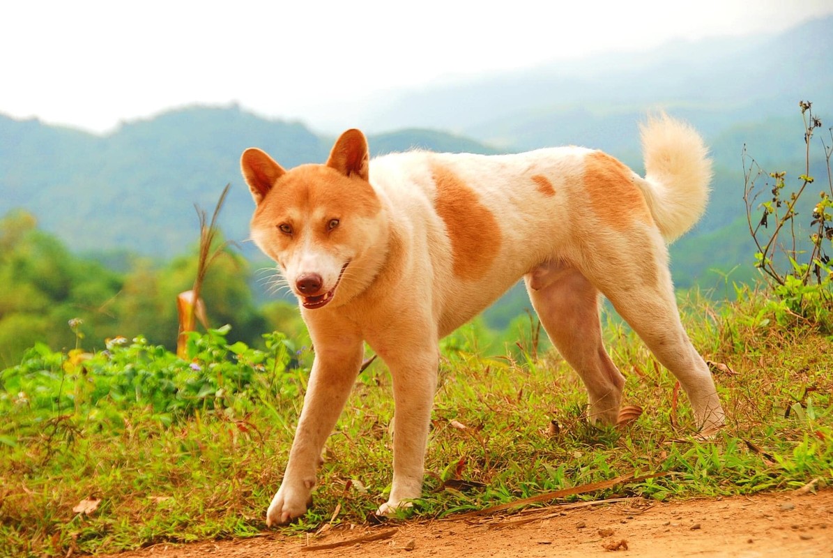 View -             Khám phá 'tứ đại quốc khuyển' được in hình trên tem bưu chính VN    