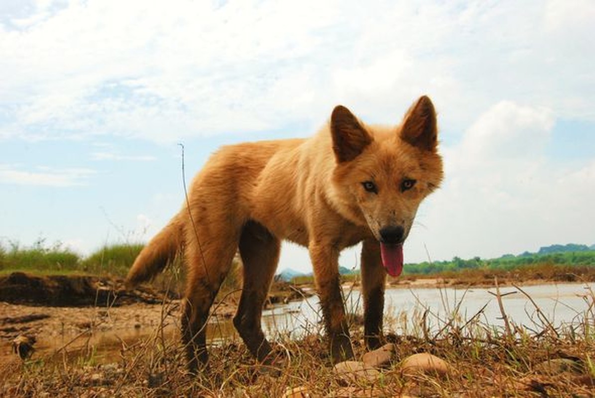 View -             Khám phá 'tứ đại quốc khuyển' được in hình trên tem bưu chính VN    