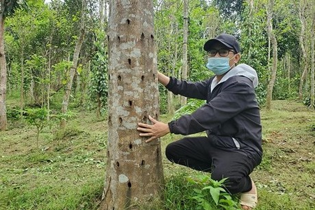 View -             Bán hớ khúc gỗ quý hàng đầu Việt Nam, nông dân tiếc 'ngất người'    