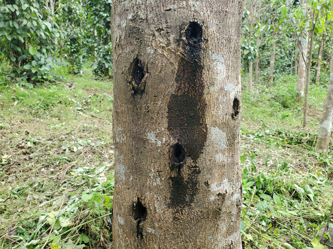 View -             Bán hớ khúc gỗ quý hàng đầu Việt Nam, nông dân tiếc 'ngất người'    