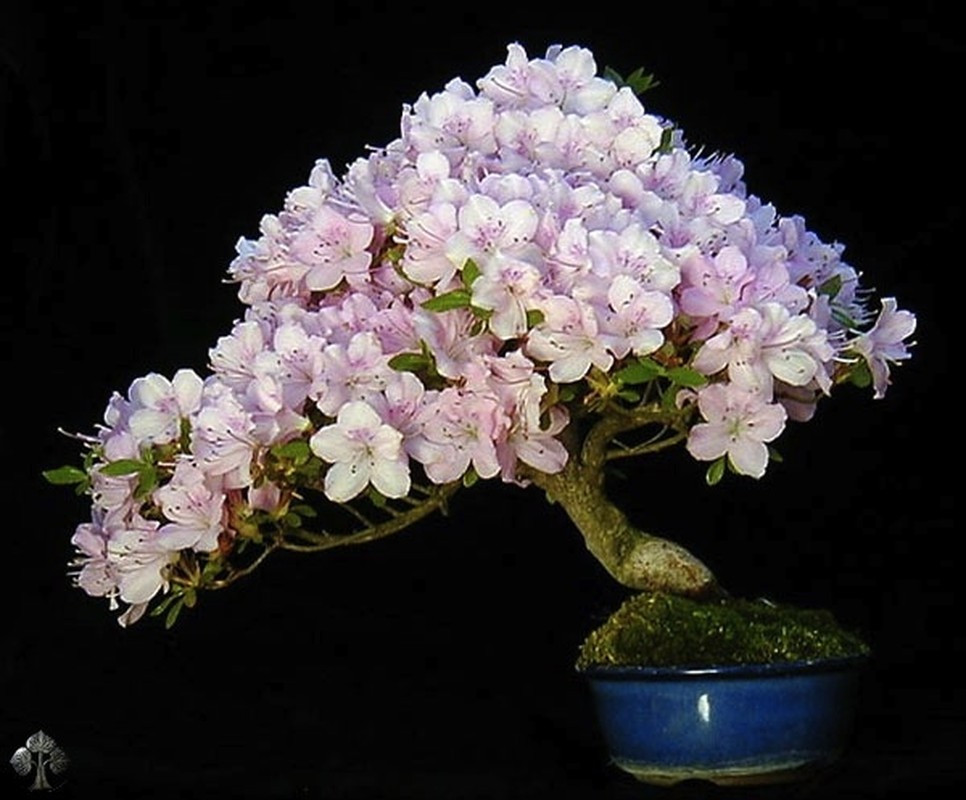 View -             10 tác phẩm bonsai độc đáo và đẹp nhất hành tinh    