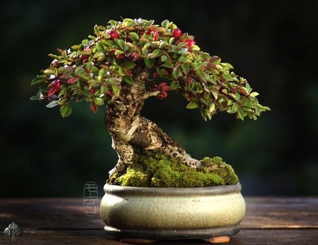 View -             10 tác phẩm bonsai độc đáo và đẹp nhất hành tinh    