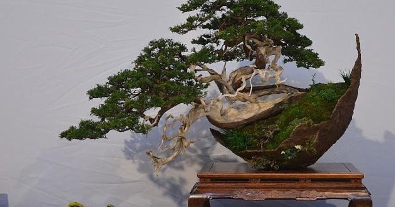 View -             10 tác phẩm bonsai độc đáo và đẹp nhất hành tinh    