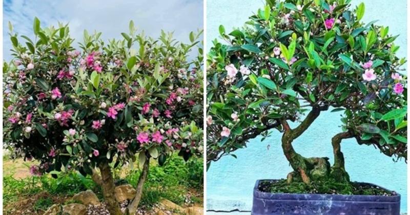 View -             Cây dại mọc bìa rừng bất ngờ lên chậu thành bonsai tiền triệu    