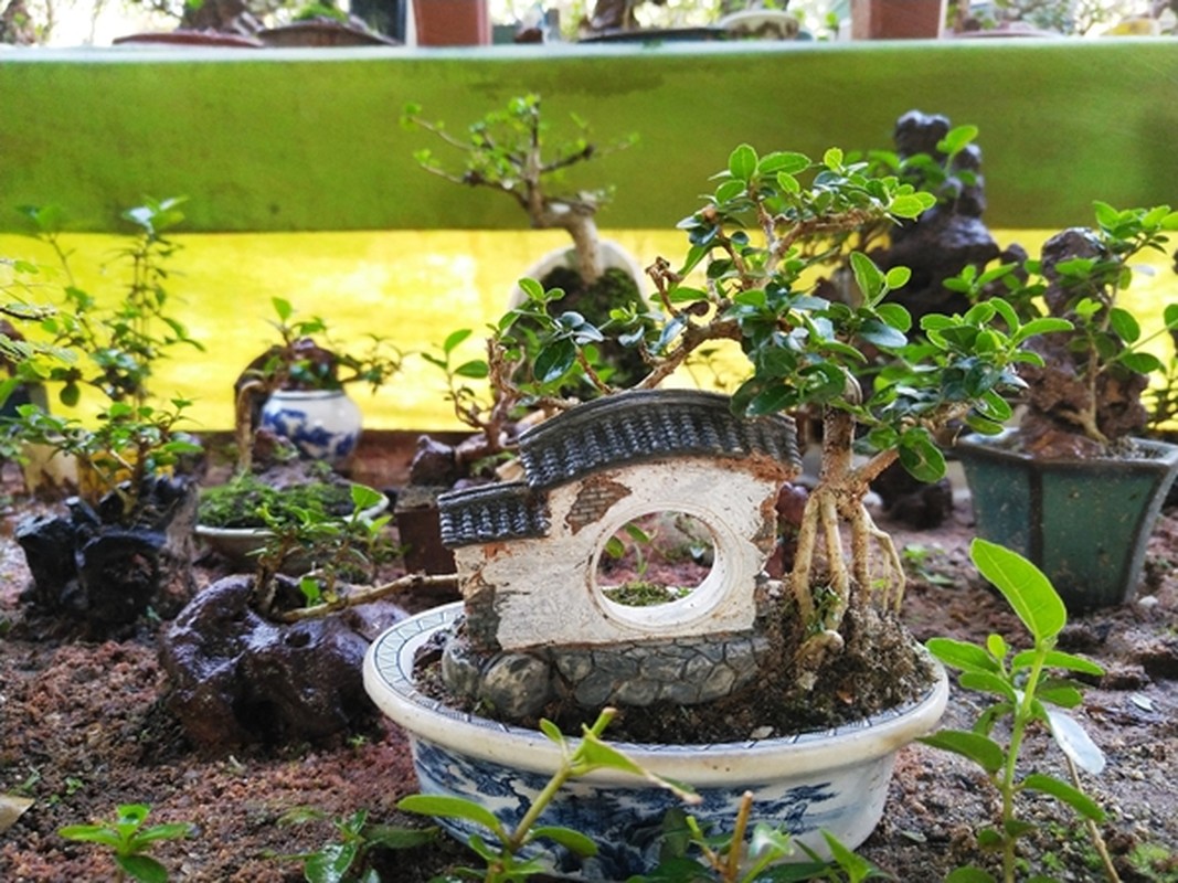 View -             Bộ sưu tập bonsai mini kỷ lục thế giới của lão nông Nha Trang    