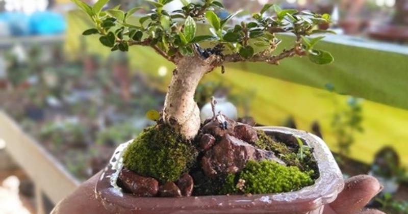             Bộ sưu tập bonsai mini kỷ lục thế giới của lão nông Nha Trang    