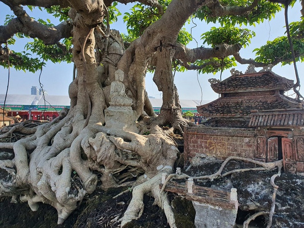 View -             Sanh cổ thụ được trả 250 cây vàng, chủ 'kiêu' không chịu bán    