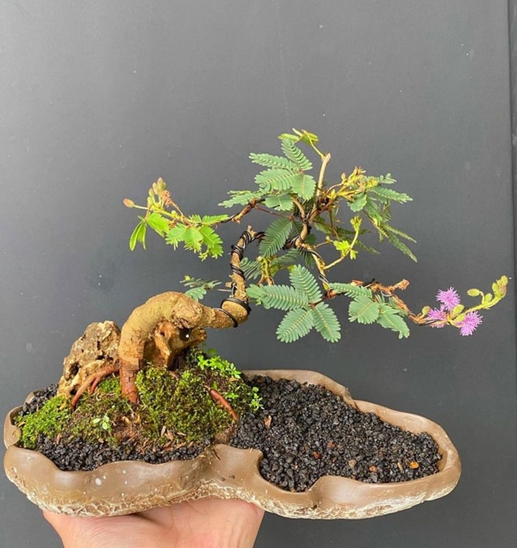 View -             Ngỡ ngàng cây mọc bờ ruộng lên đời thành bonsai đắt đỏ    