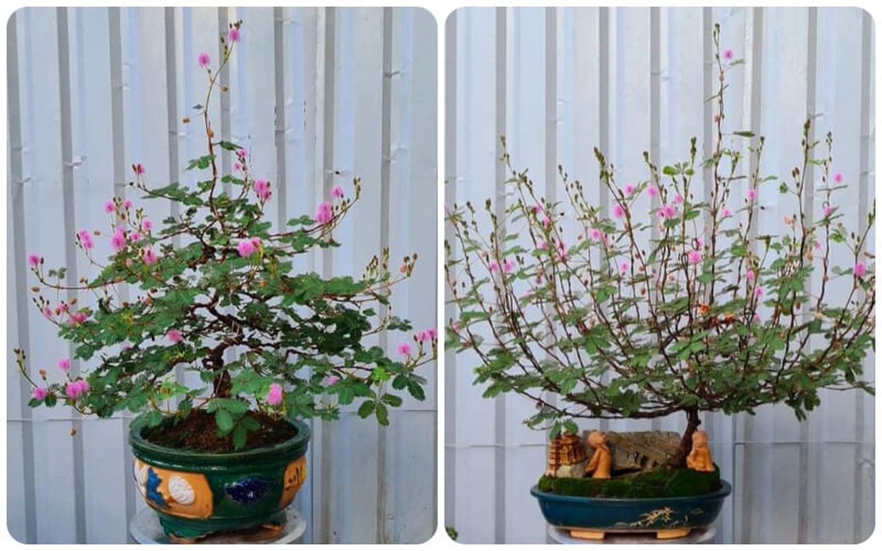 View -             Ngỡ ngàng cây mọc bờ ruộng lên đời thành bonsai đắt đỏ    