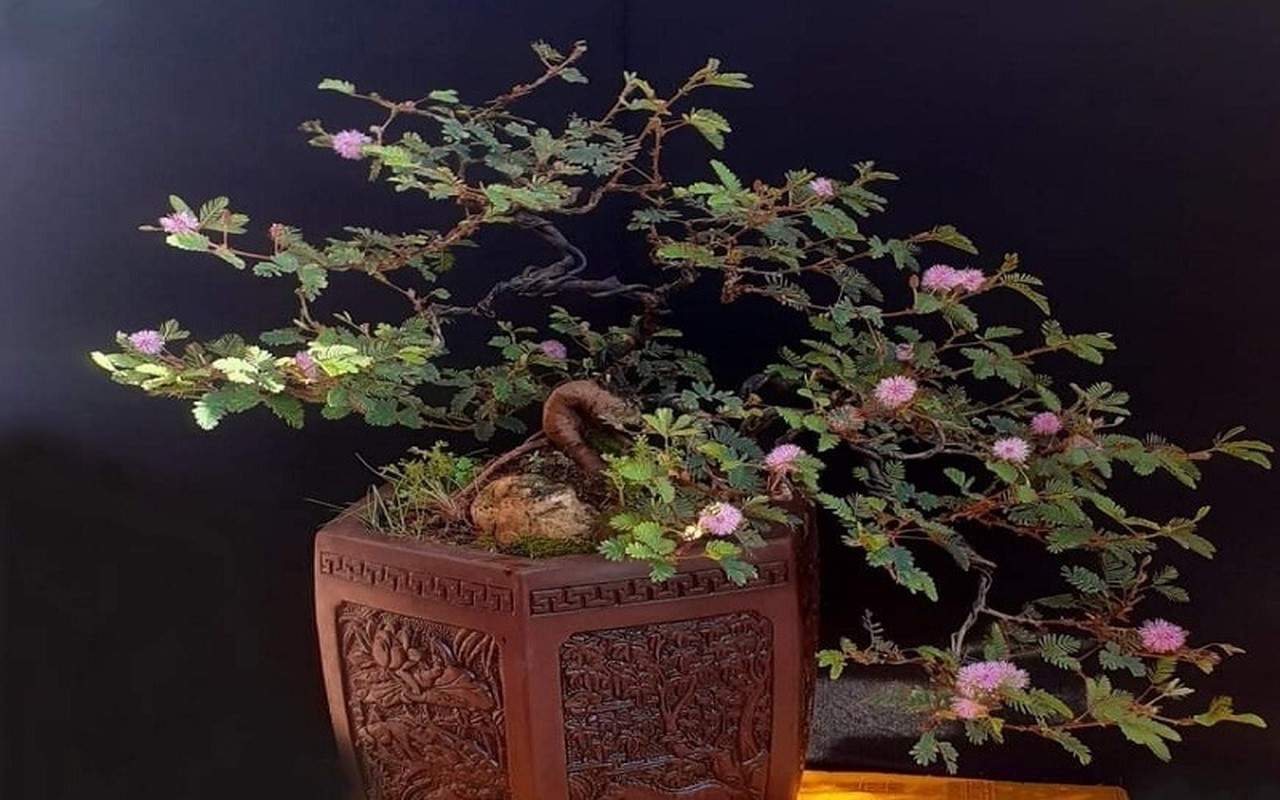 View -             Ngỡ ngàng cây mọc bờ ruộng lên đời thành bonsai đắt đỏ    