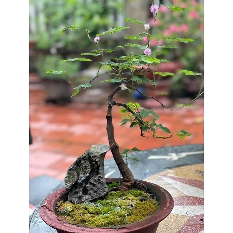 View -             Ngỡ ngàng cây mọc bờ ruộng lên đời thành bonsai đắt đỏ    