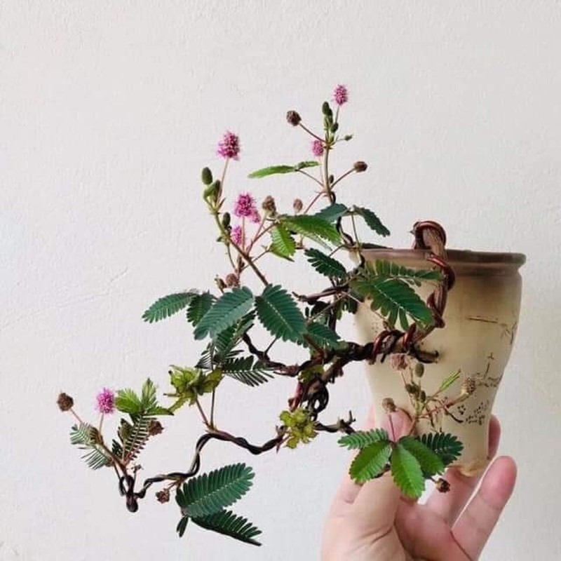 View -             Ngỡ ngàng cây mọc bờ ruộng lên đời thành bonsai đắt đỏ    