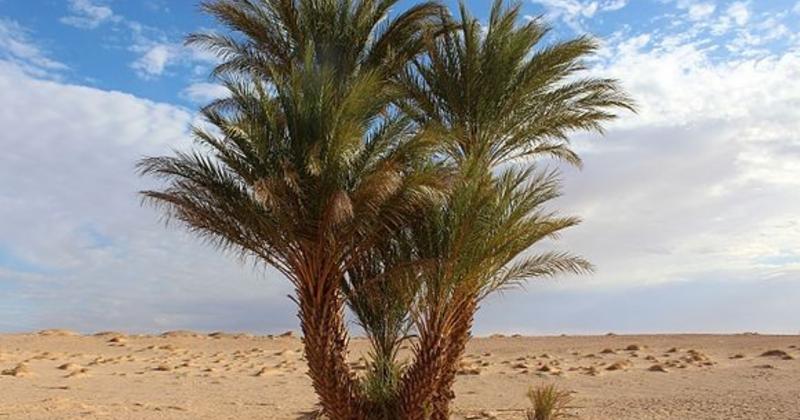             Những loài thực vật phi thường có thể sống ở sa mạc Sahara    