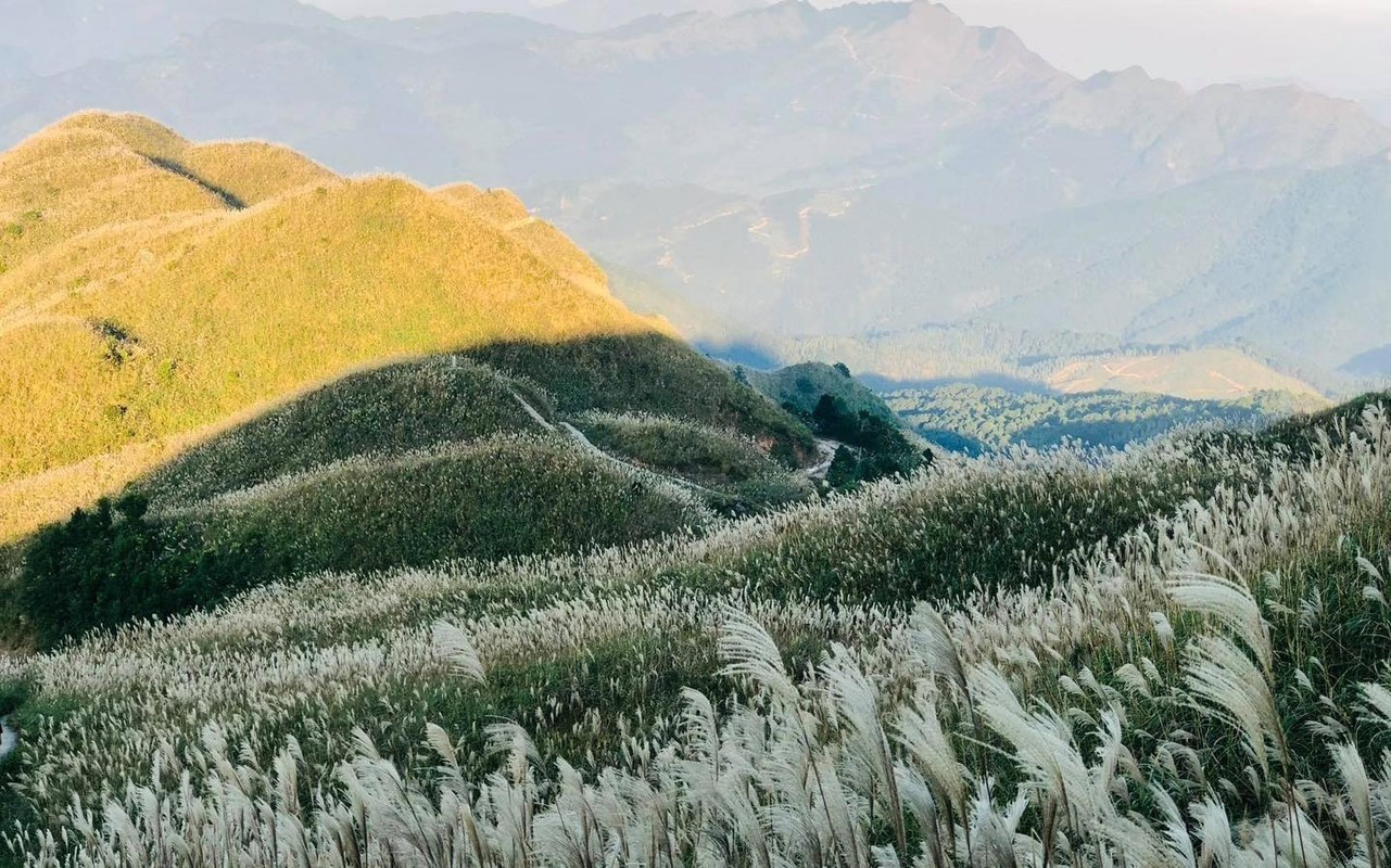 View -             Du khách mê mẩn trước thiên đường cỏ lau Bình Liêu    