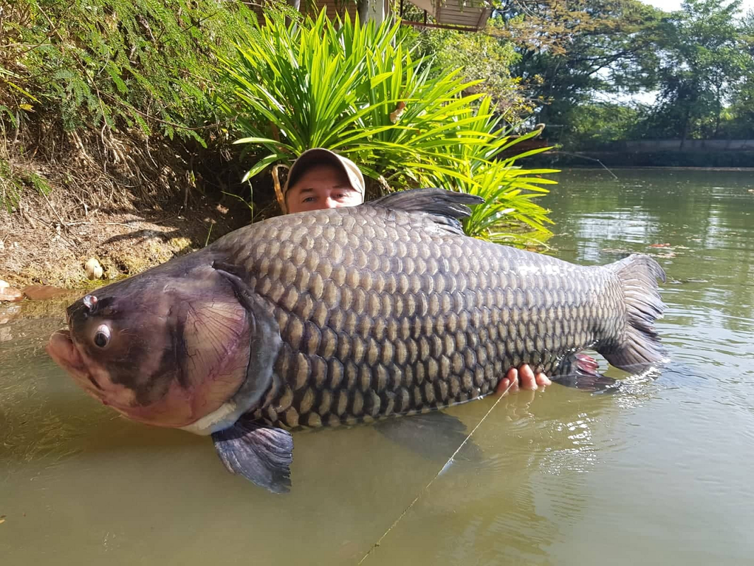 View -             Cá chép hơn 40 kg và loạt quái ngư khủng 'thi nhau' sa lưới    