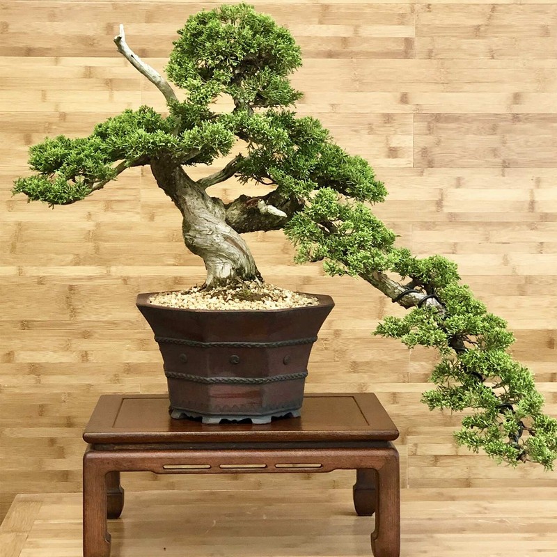 View -             10 sự thật ngạc nhiên ít người biết về bonsai    