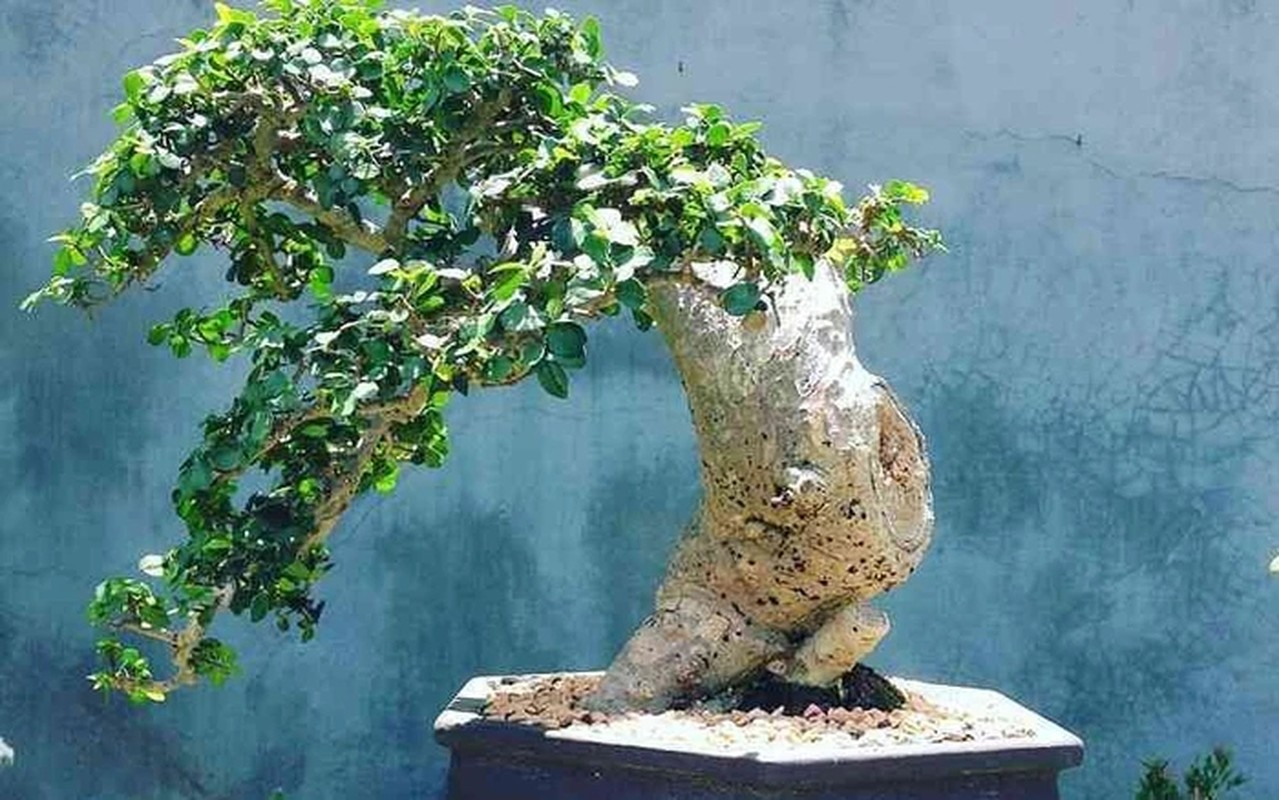 View -             10 sự thật ngạc nhiên ít người biết về bonsai    