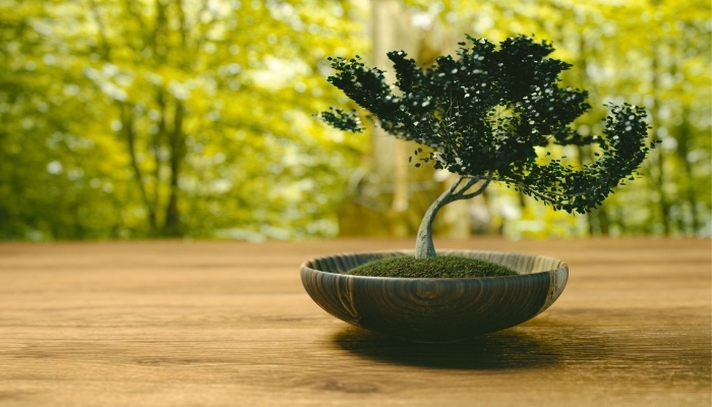 View -             10 sự thật ngạc nhiên ít người biết về bonsai    