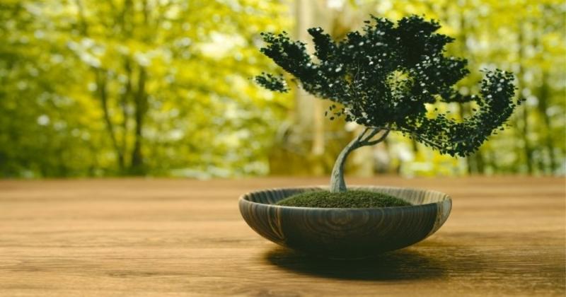 View -             10 sự thật ngạc nhiên ít người biết về bonsai    