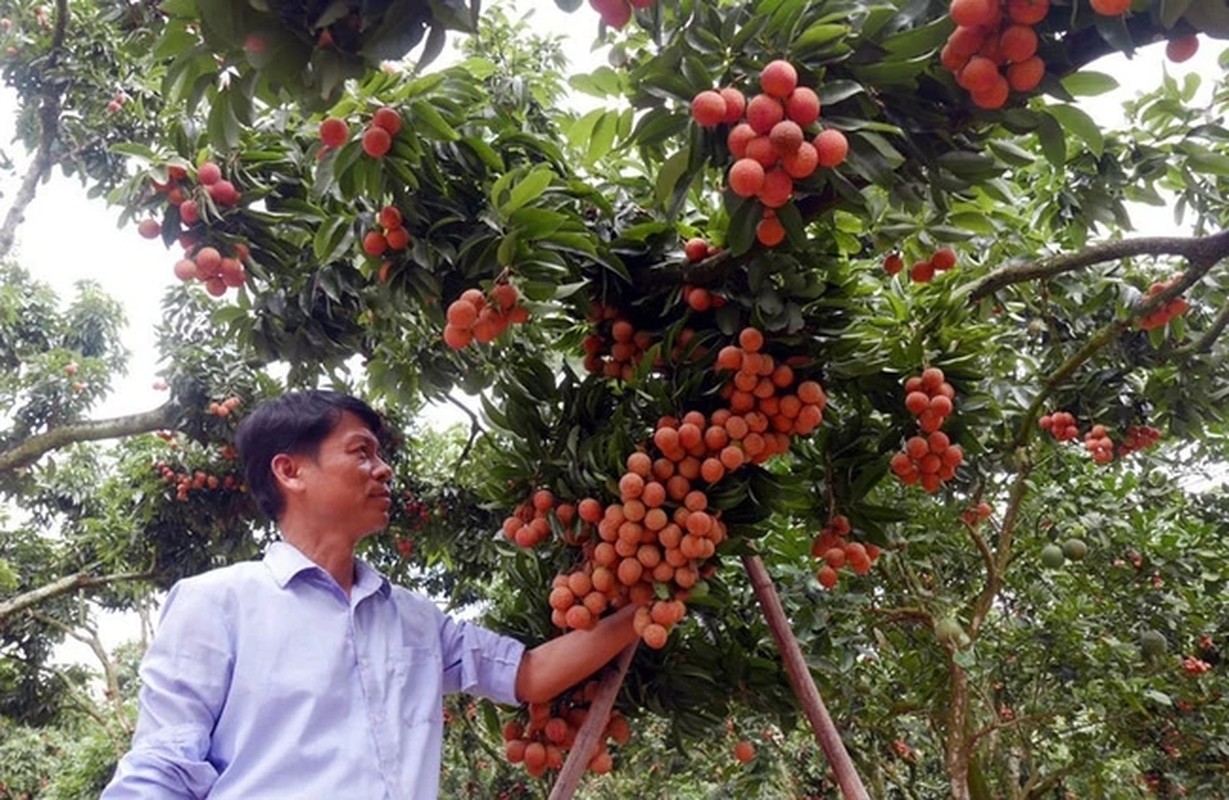 View -             Sửng sốt loại cây 'đẻ' hàng nghìn quả từ thân    