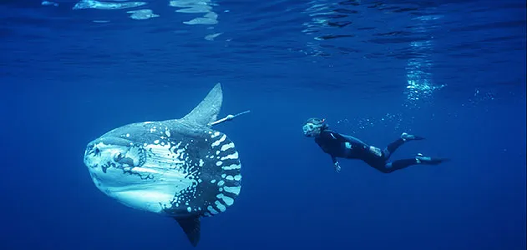 View -             'Quái ngư' hơn 1.000kg bất ngờ lọt lưới, tàu ngư dân rung chuyển    