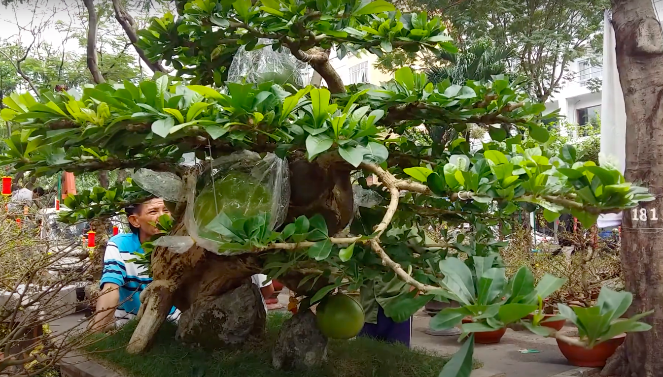 View -             Cây dại cho quả đẹp mắt lên chậu thành bonsai có dáng thế độc lạ, mang lại tài lộc, có cây định giá 150 triệu đồng    