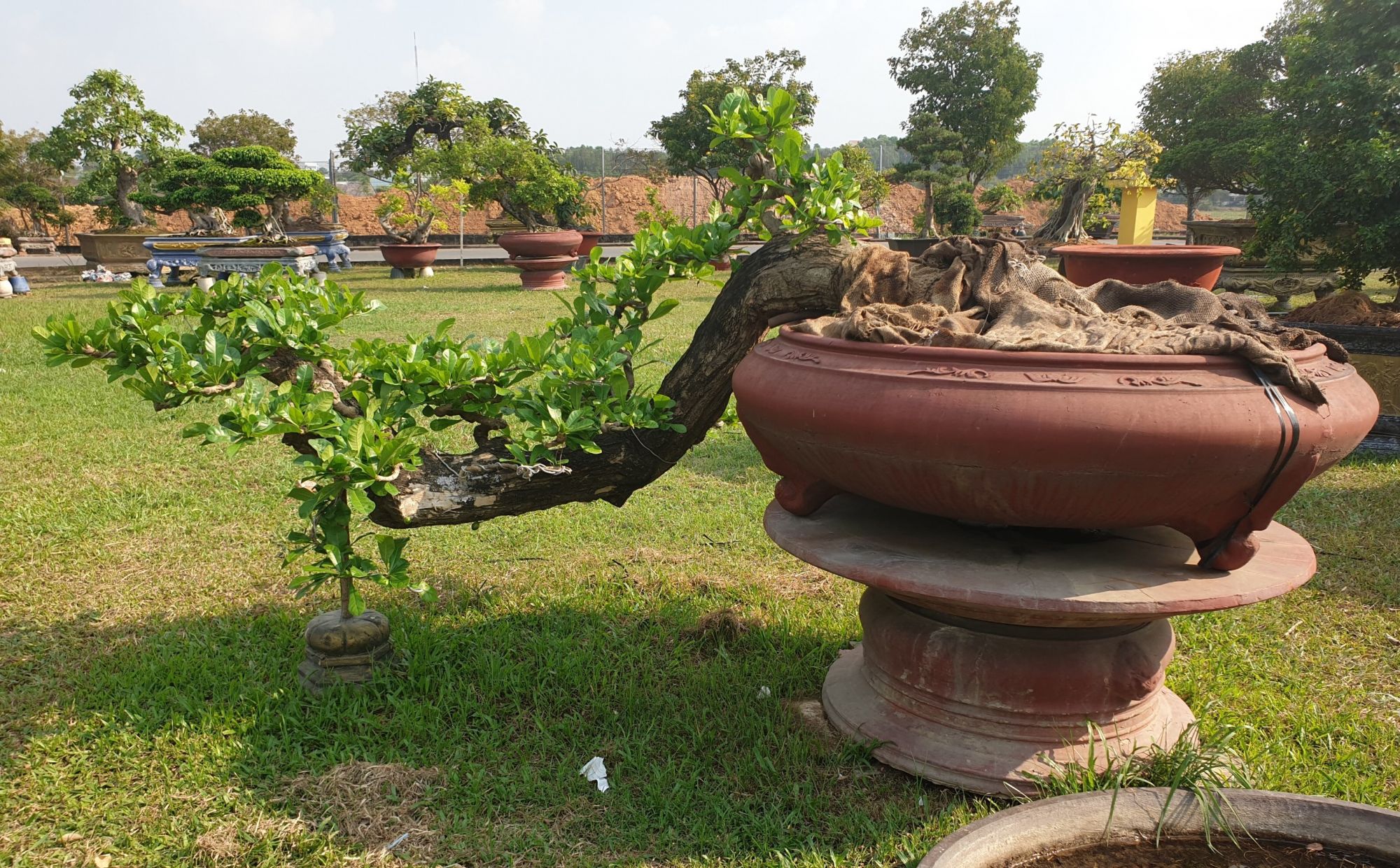 View -             Cây dại cho quả đẹp mắt lên chậu thành bonsai có dáng thế độc lạ, mang lại tài lộc, có cây định giá 150 triệu đồng    