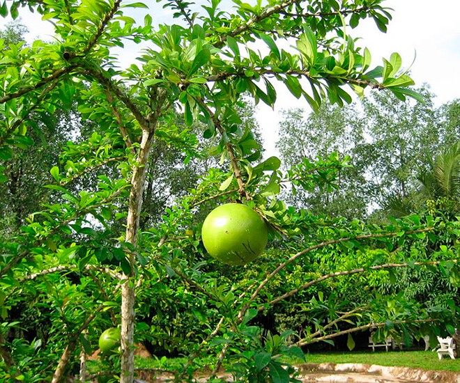 View -             Cây dại cho quả đẹp mắt lên chậu thành bonsai có dáng thế độc lạ, mang lại tài lộc, có cây định giá 150 triệu đồng    