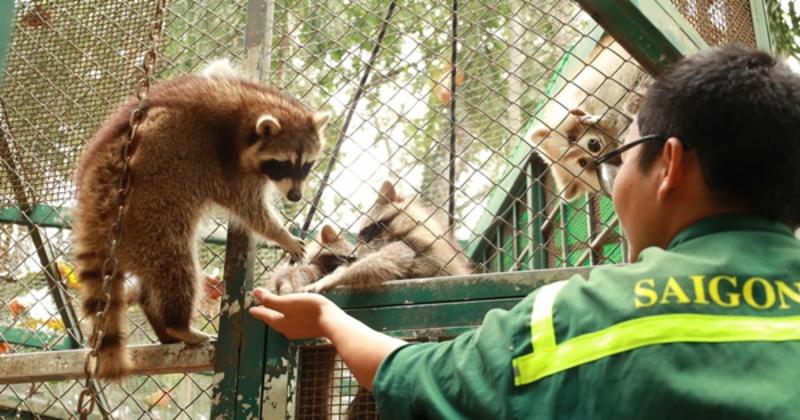 View -             Câu chuyện 'vượt biên' ly kỳ của nàng gấu mèo tại Thảo Cầm Viên    