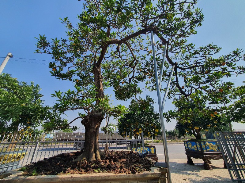 View -             Cây trứng gà tứ quý, khách trả 500 triệu chủ nhà không bán    